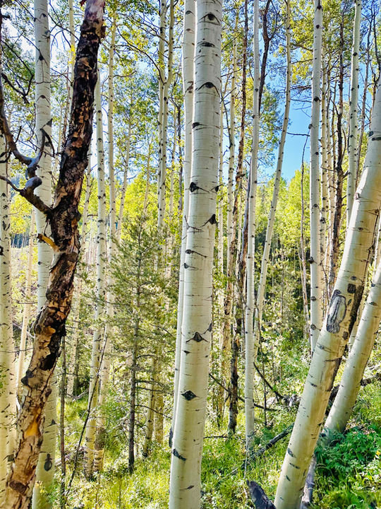 Aspen trees in the Colorado mountains near Nature’s Haven Events.