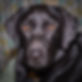 Billie-17.jpg