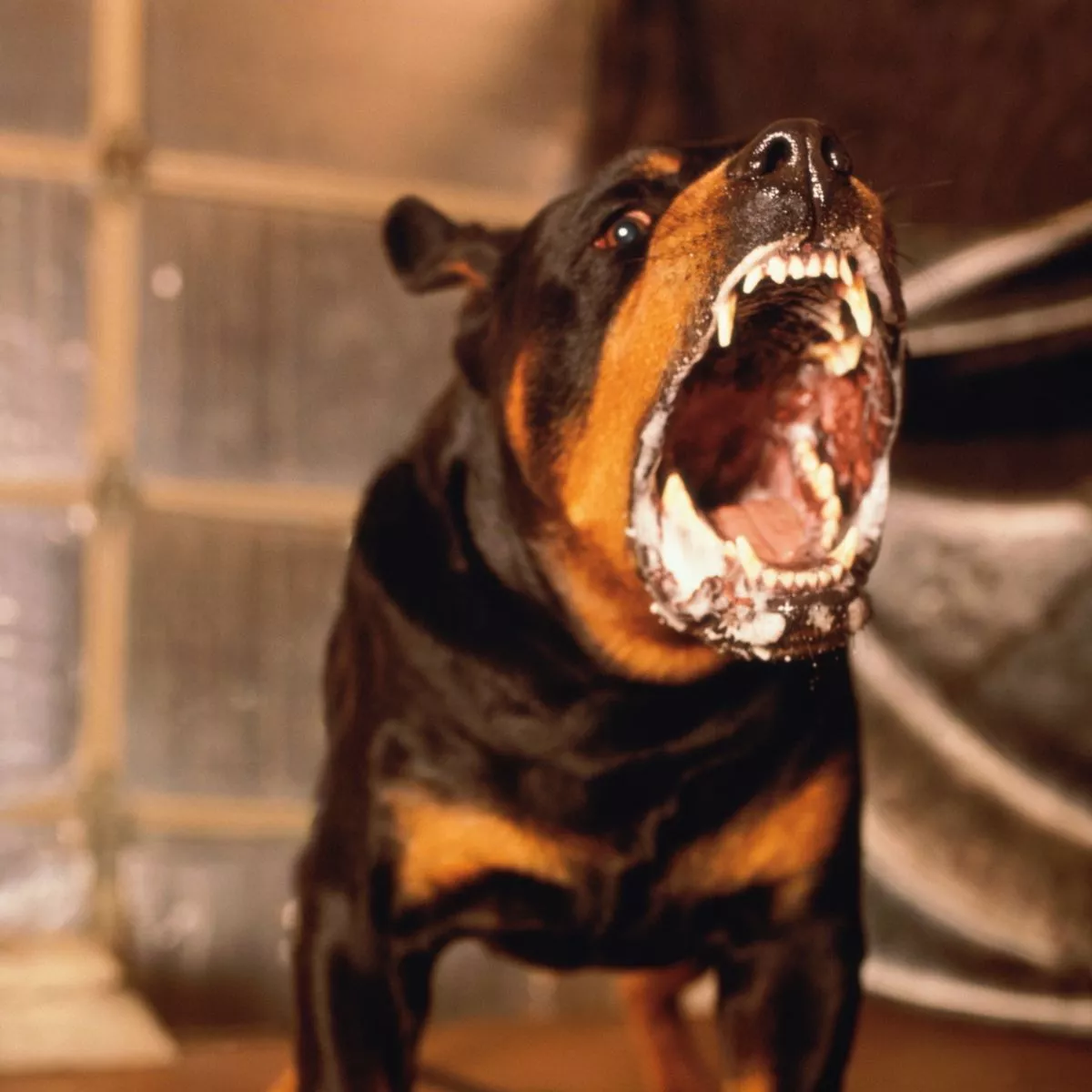 1_Rottweiler-barking-aggressively-close-up.webp