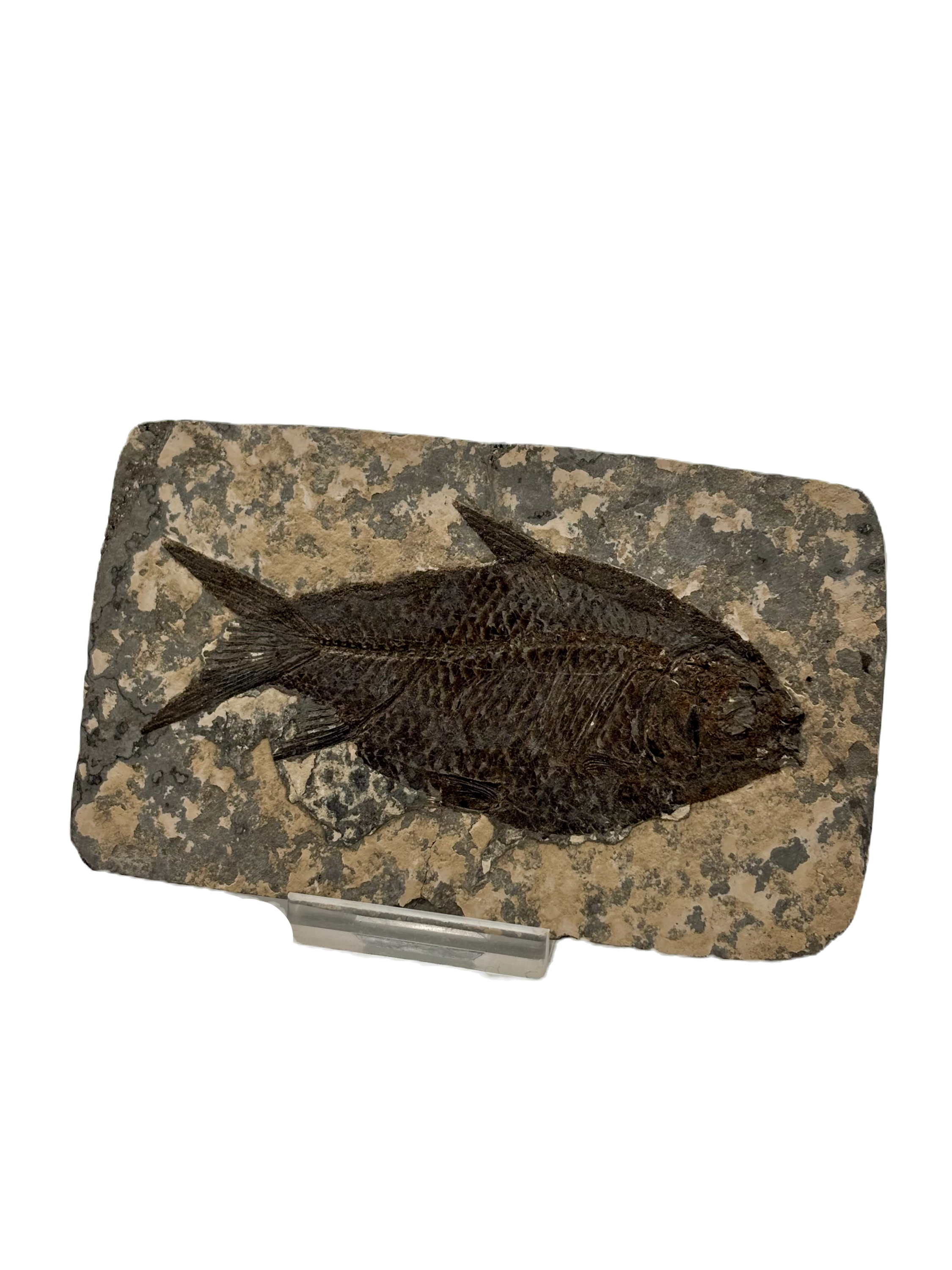 Jianghanicthys Fossil Hubei, China Eocene