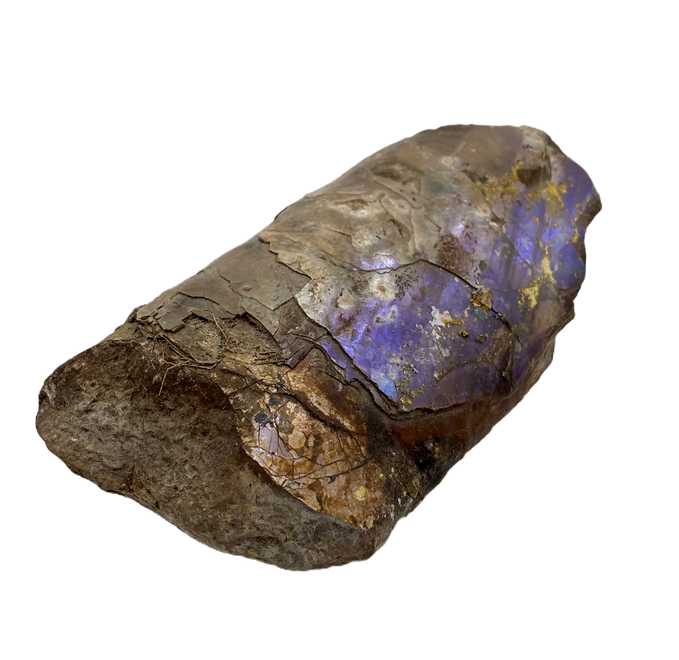 Thumbnail: Baculites Compressus Ammonite Pennington co South Dakota