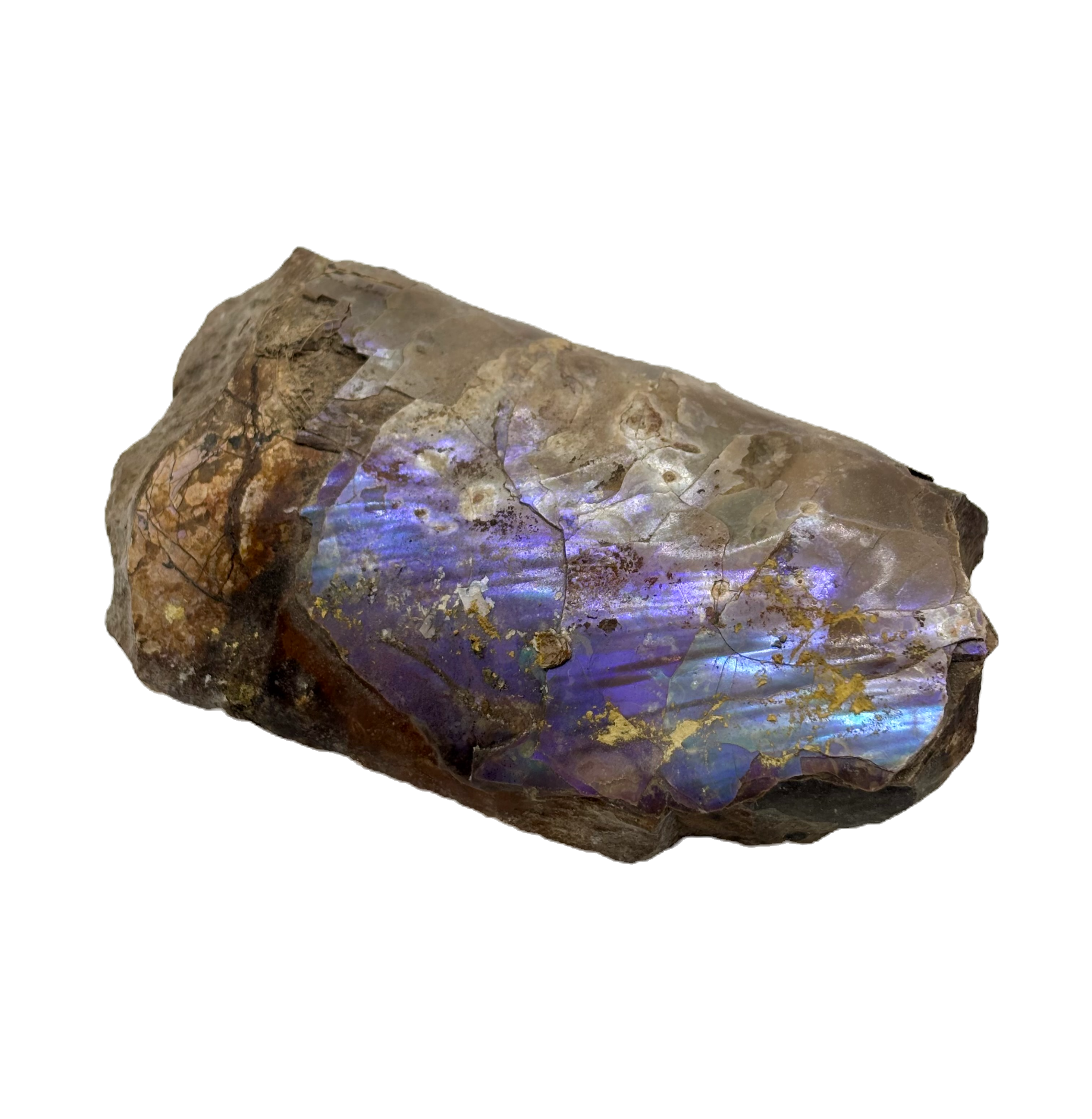 Baculites Compressus Ammonite Pennington co South Dakota