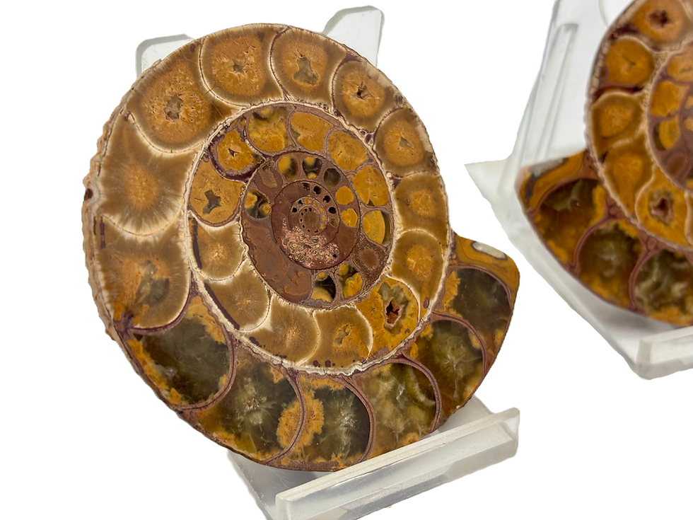 Thumbnail: Polished Ammonite Split Pair Jurassic