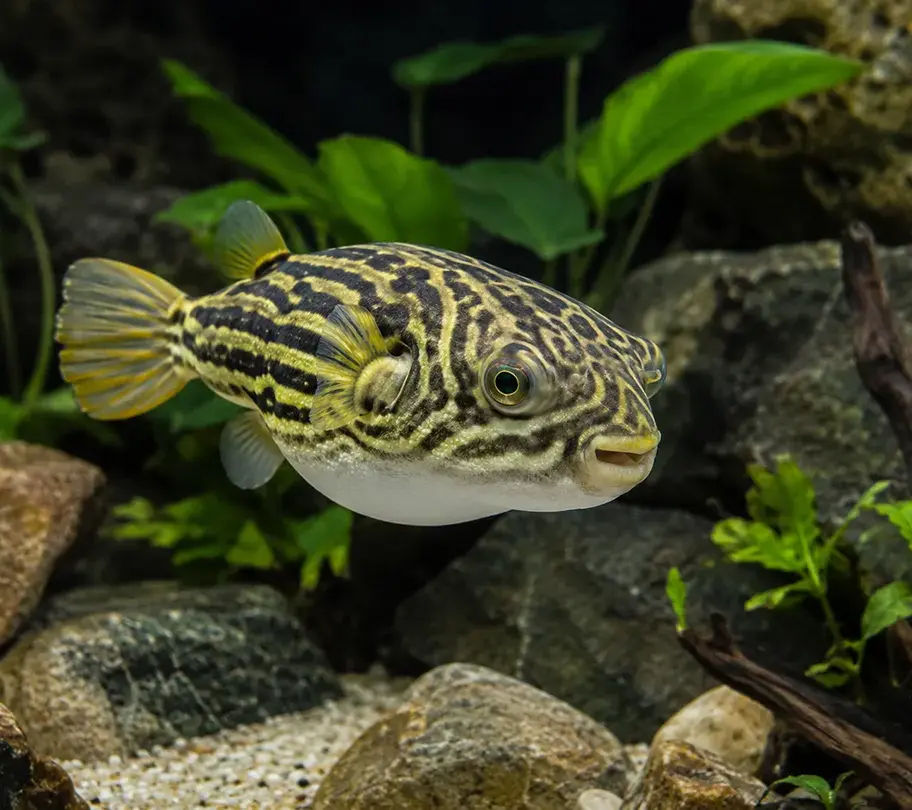 Striped Fahaka puffer fish swimming near rocks in a freshwater aquarium