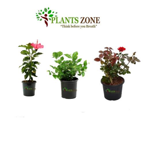 Low Maintenance Flowering Plant plantszone.store