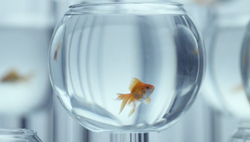 Carolina Health Care