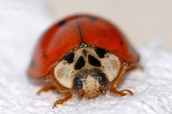 Ladybird.JPG