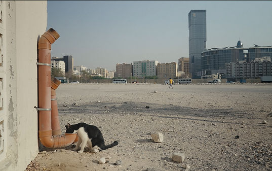 Doha TNR Cat Eating From Pipe by Patrick Ouziel.jpg