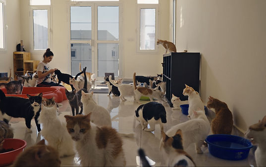 Hundred Doha Cats in Cat Castle_by Patrick Ouziel.jpg