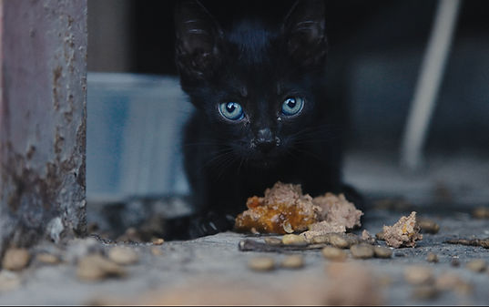 Black Doha Street Kitten by Rob Bennett.jpg