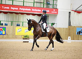 Ginny Howe riding Arlo in a dressage arena