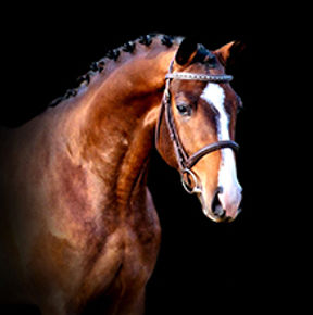 A portrait headshot of Tommy