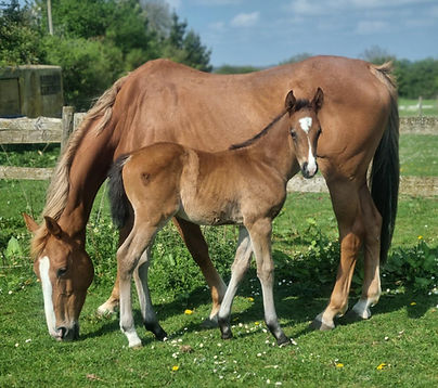 A mare and foal stood together whilst grazing
