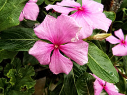 KlausF alias KFsGimper (15)