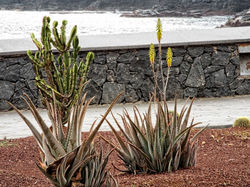 KlausF alias KFsGimper (17)