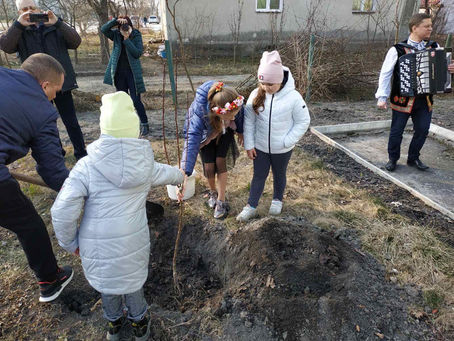 ГРУША З РОДИННОГО САДУ КОСАЧІВ ТЕПЕР Є І В КІВЕРЦЯХ