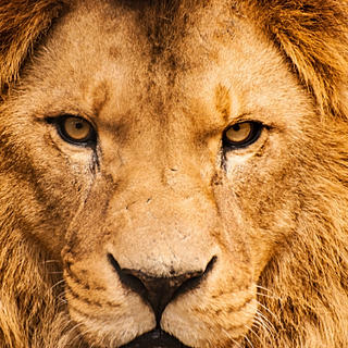 Writer: donzellbrownsr