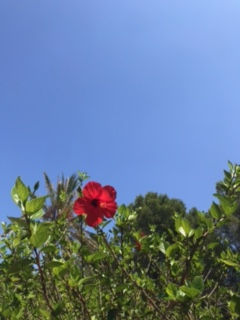 hibiscus cielo.jpeg