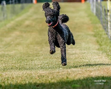 Emma_AKC FastCat_Blue Ridge Dog Training Club 2 _6-9-2023.JPG
