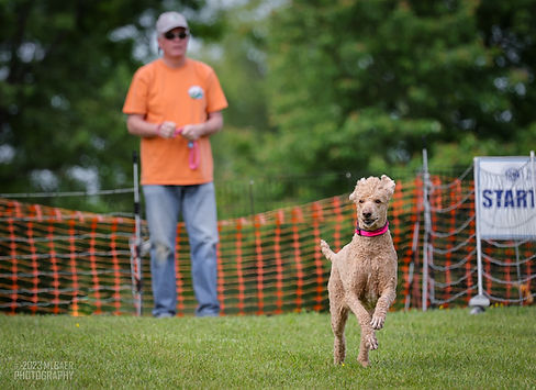 Daisy_AKC FastCat_MLBaer_Mattaponi Kennel Club _5-19-2023.jpg