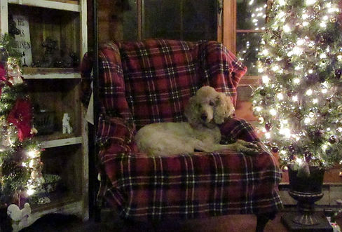 Rose_2_Xmas2018.jpg