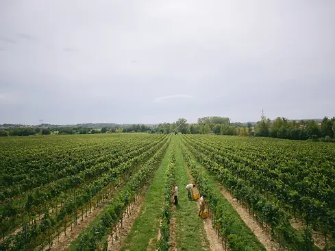 VDT_Vendemmia-Lugana-2022-1_1000.webp