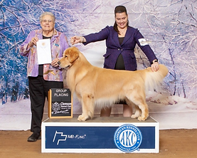 A male golden retriever in a stack at an AKC show with his awarding judge and pro handler
