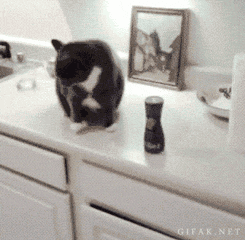 logica-dos-gatos-20.1.gif