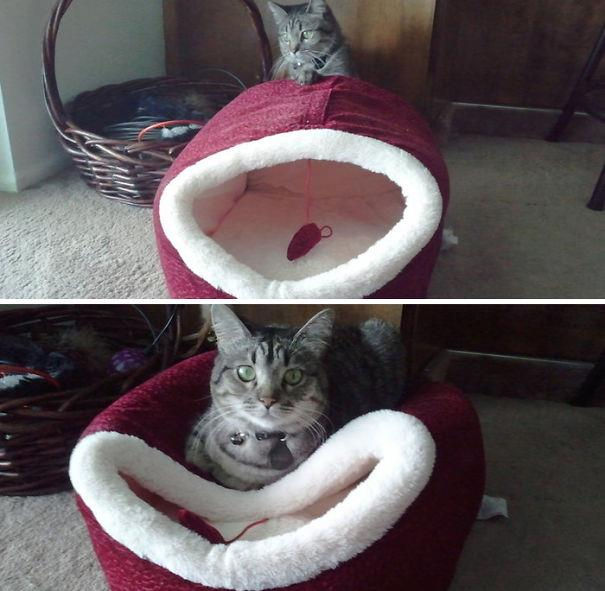 logica-dos-gatos-019.jpg