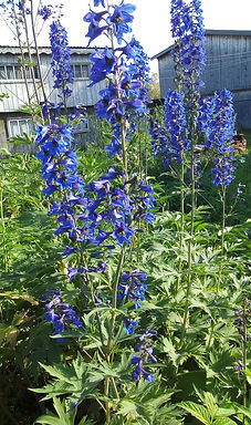 20170719_155513.jpg