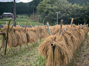 農の便り from 奈良 #２７（田んぼ＆固定種）