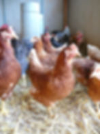 Poule prête à pondre
