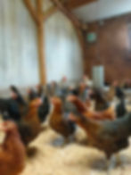 photo poule 2