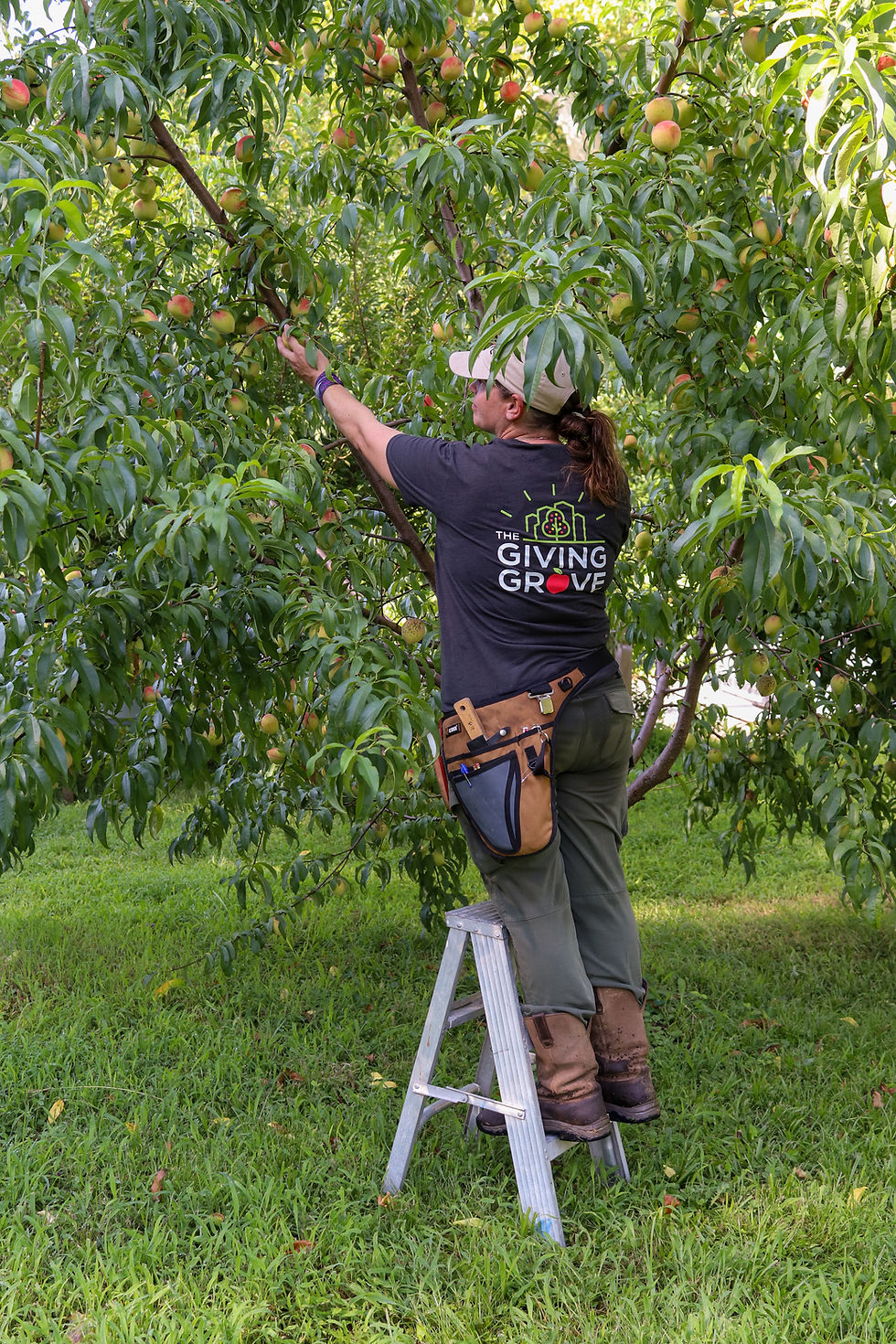 The Works, Inc. partners with Griving Grove to grow food in Memphis