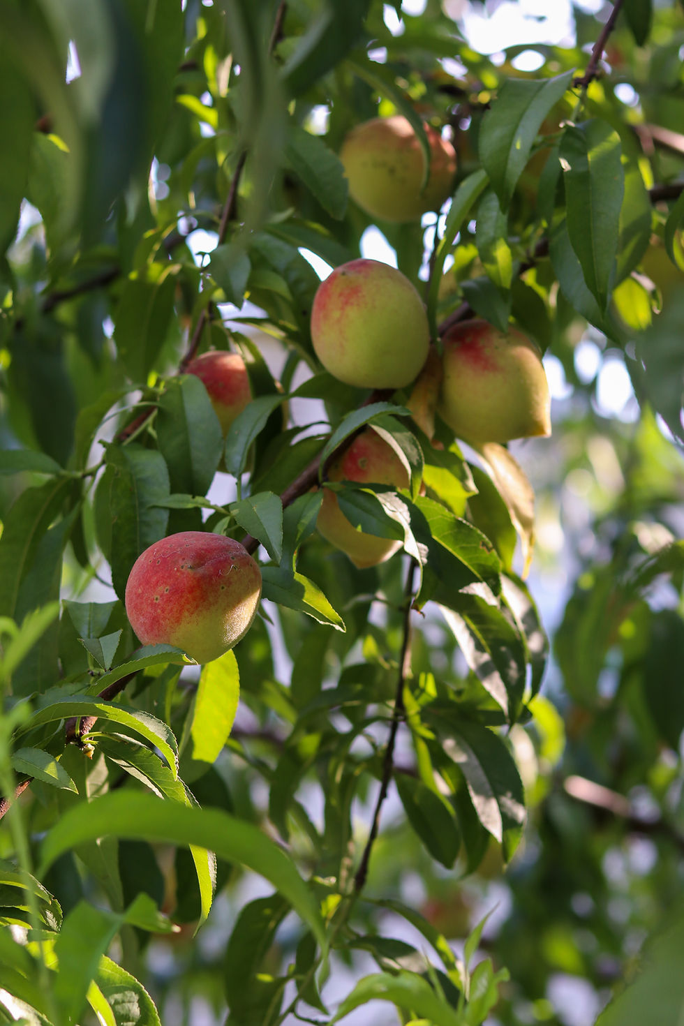 The Works, Inc. partners with Griving Grove to grow food in Memphis