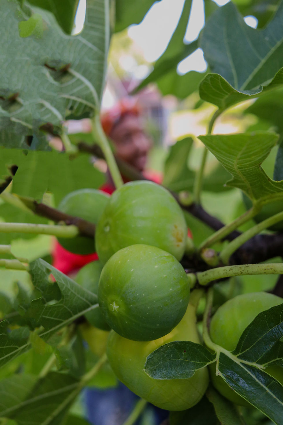 The Works, Inc. partners with Griving Grove to grow food in Memphis