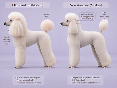modern clip poodle new standard vs old standard.png