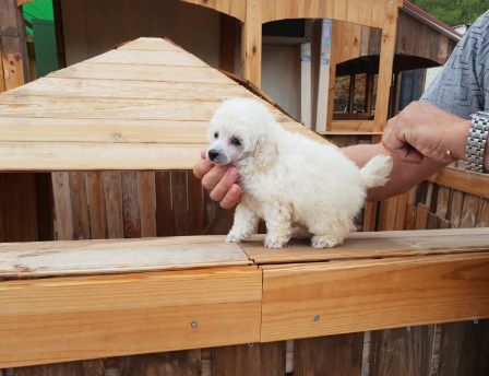 canichetoy blanco cachorro.png