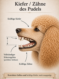 Kiefer und Zähne des Pudels.png