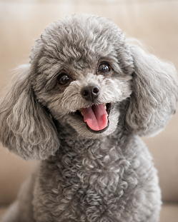 caniche toy feliz.png