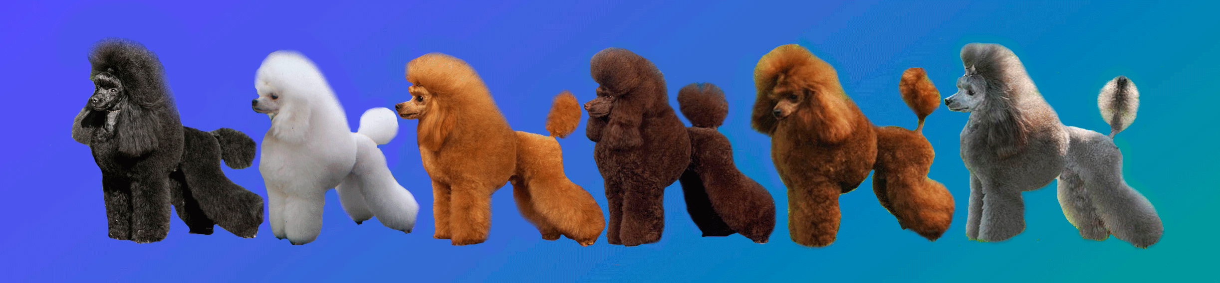 colores caniche.gif