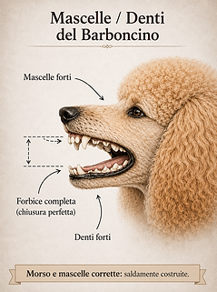 mascelle e denti del barboncino.png