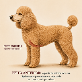 peito anterior esterno.png