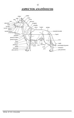 pudel_standard_pt_page_12.jpg