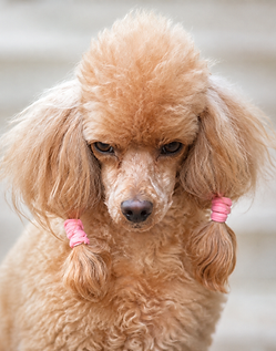 caniche toy enfadado.png