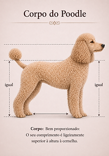 corpo de poodle.png