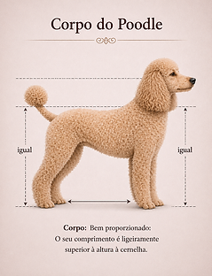 corpo de poodle.png
