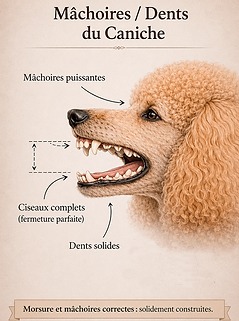 mâchoires et dents du caniche.png