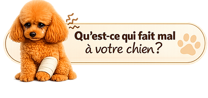 qu est ce qui fait mal a votre chien.png