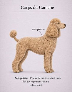 corps du caniche anti poitrine.png